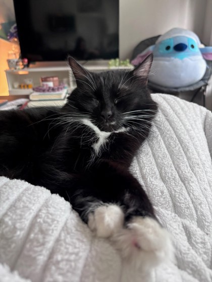 Shelter Stray Female Cat last seen Near Chamblee Dunwoody Rd Chamblee, GA 30341, 30341, GA, 3280 Chamblee Dunwoody Rd, Chamblee, GA 30341, USA