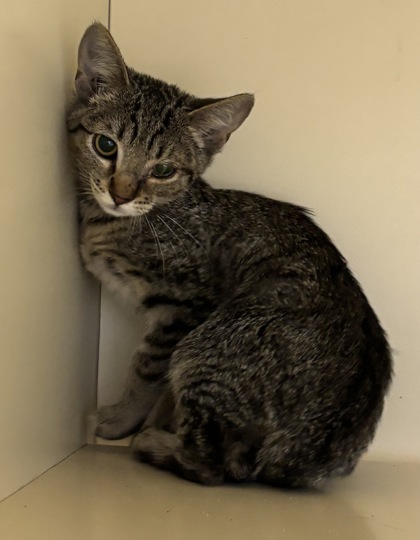 Shelter Stray Female Cat last seen Near Shallowford Rd, Chamblee 30341, 30341, GA, 3280 Chamblee Dunwoody Rd, Chamblee, GA 30341, USA