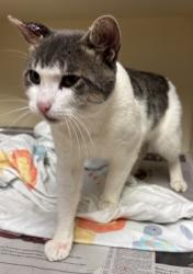Shelter Stray Male Cat last seen Near Ashley Creek Cir, Stone Mountain, GA 30083, 30083, GA, 3280 Chamblee Dunwoody Rd, Chamblee, GA 30341, USA