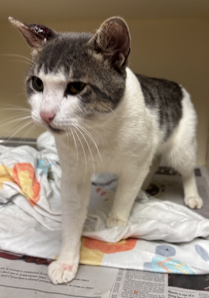 Shelter Stray Male Cat last seen Near Ashley Creek Cir, Stone Mountain, GA 30083, 30083, GA, 3280 Chamblee Dunwoody Rd, Chamblee, GA 30341, USA