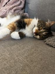 Lost Female Cat last seen St. George road, Williston, VT 05495
