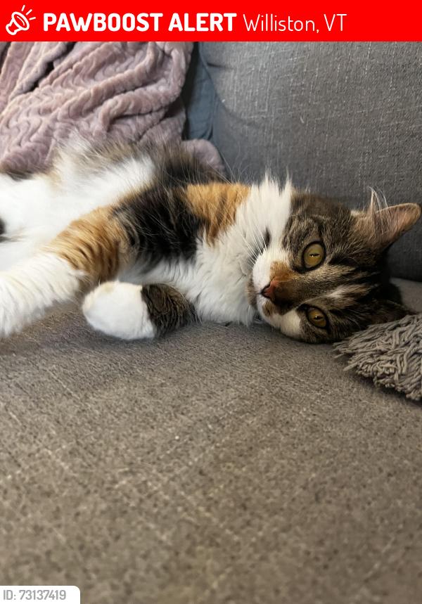 Lost Female Cat last seen St. George road, Williston, VT 05495