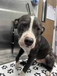 Shelter Stray Male Dog last seen Near Wiliamshill Road, Berkeley County, SC, 2455 Remount Rd, North Charleston, SC 29406, USA