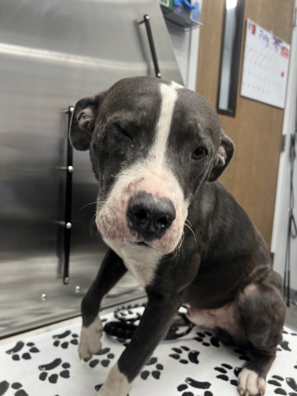 Shelter Stray Male Dog last seen Near Wiliamshill Road, Berkeley County, SC, 2455 Remount Rd, North Charleston, SC 29406, USA