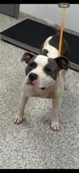 Shelter Stray Male Dog last seen Colorado Blue Court, County/Unicorporated, NC, 1491 Business Park Ct, Gastonia, NC 28052, USA