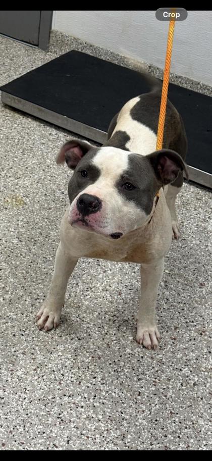 Shelter Stray Male Dog last seen Colorado Blue Court, County/Unicorporated, NC, 1491 Business Park Ct, Gastonia, NC 28052, USA