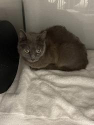 Shelter Stray Unknown Cat last seen Near Torrancedr, County/Unicorporated, NC, 1491 Business Park Ct, Gastonia, NC 28052, USA