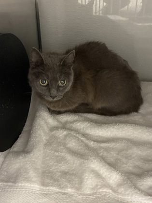 Shelter Stray Unknown Cat last seen Near Torrancedr, County/Unicorporated, NC, 1491 Business Park Ct, Gastonia, NC 28052, USA