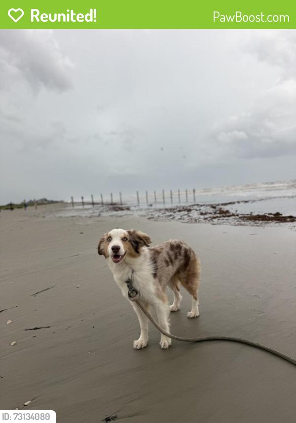 Reunited Male Dog last seen Honey Egypt, Montgomery, TX 77316