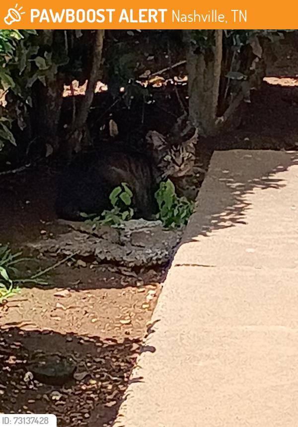 Found/Stray Unknown Cat last seen Left corner of building., Nashville, TN 37211
