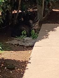 Found/Stray Unknown Cat last seen Left corner of building., Nashville, TN 37211