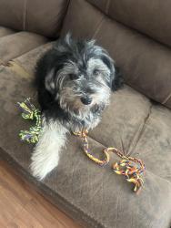 Lost Female Dog last seen Tybalt Cirlce, Indianapolis, IN 46254