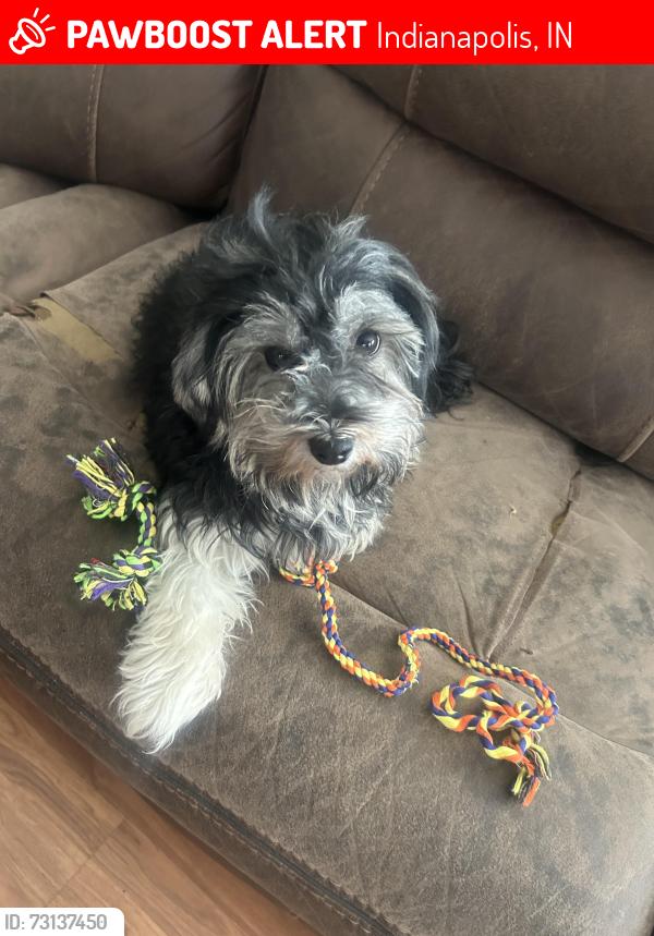 Lost Female Dog last seen Tybalt Cirlce, Indianapolis, IN 46254