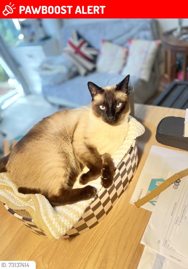 Lost Male Cat last seen Church Road, Near the Allotments, Frampton Cotterell, England BS36 2JZ