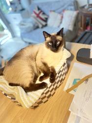 Lost Male Cat last seen Church Road, Near the Allotments, Frampton Cotterell, England BS36 2JZ