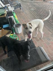 Reunited Unknown Dog last seen Buckhead. Ferncreek and Longwood., Fayetteville, NC 28314