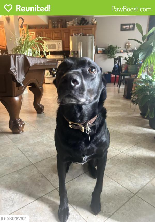 Reunited Male Dog last seen Stark/NE cookingham, Kansas City, MO 64157