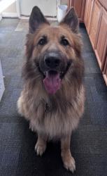 Reunited Male Dog last seen Cinnabar and Highland Ave, La Mesa, CA 91941