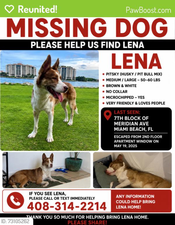 Reunited Female Dog last seen 8th St, Miami Beach, FL 33139