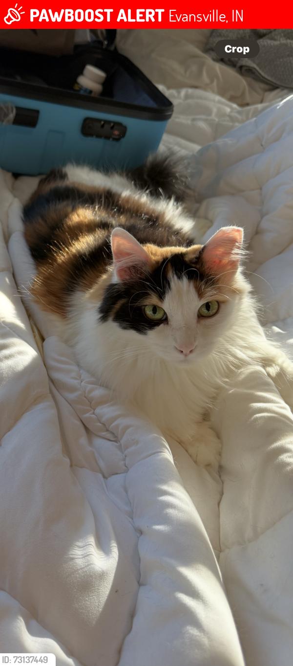 Lost Female Cat last seen Christ Road, Evansville, IN 47711