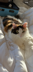 Lost Female Cat last seen Christ Road, Evansville, IN 47711