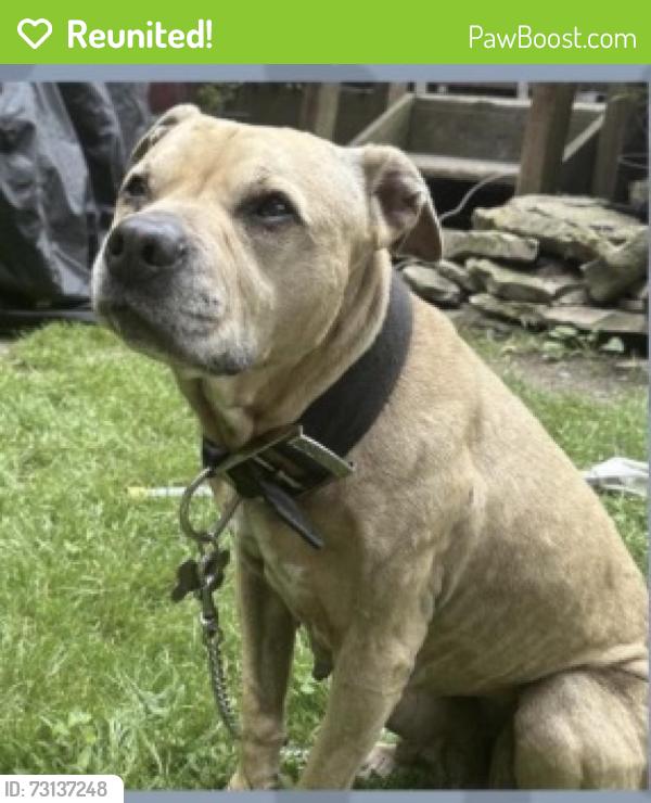 Reunited Female Dog last seen Upper Skytop/Outer Comstock/Roe Ave, Syracuse, NY 13210