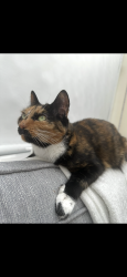 Reunited Female Cat last seen Caldecote Street, Milton Keynes, England 