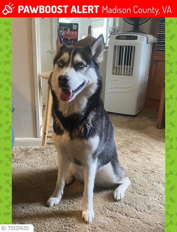 Lost Female Dog last seen Oak Grove Mennonite Church, Madison County, VA 22727