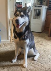 Lost Female Dog last seen Oak Grove Mennonite Church, Madison County, VA 22727