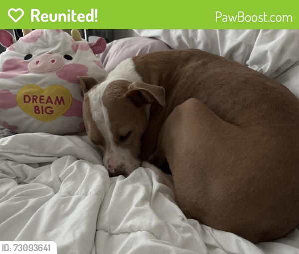Reunited Female Dog last seen Post Rd, Cumming, GA 30040