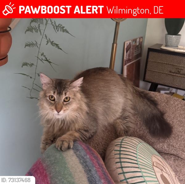 Lost Female Cat last seen Ramblewood, Wilmington, DE 19810