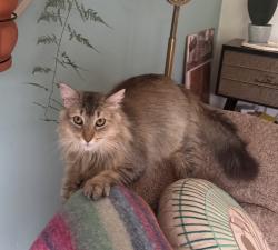 Lost Female Cat last seen Ramblewood, Wilmington, DE 19810