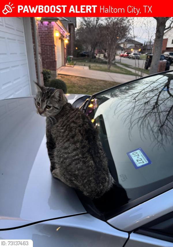 Lost Female Cat last seen Dillon circle, Haltom City, TX 76137