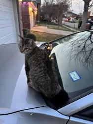 Lost Female Cat last seen Dillon circle, Haltom City, TX 76137