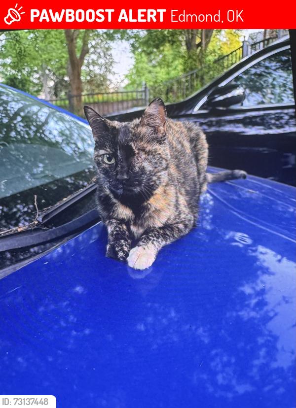Lost Female Cat last seen Coffee creek and Santa Fe, Edmond, OK 73003