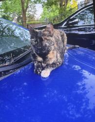 Lost Female Cat last seen Coffee creek and Santa Fe, Edmond, OK 73003