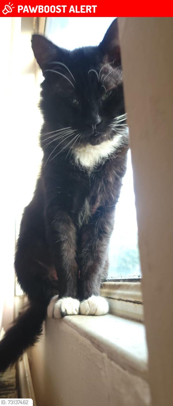 Lost Male Cat last seen Northern general hosp, South Yorkshire, England S4 8JA