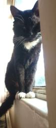Lost Male Cat last seen Northern general hosp, South Yorkshire, England S4 8JA