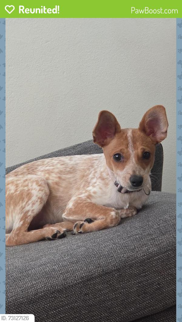 Reunited Female Dog last seen Middleton St, Thermal, CA 92274