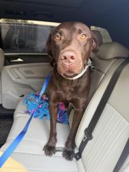 Reunited Male Dog last seen Beck rd/ ecorse, Van Buren Township, MI 48111