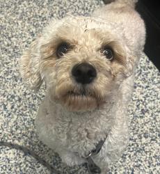 Shelter Stray Male Dog last seen Mississippi/Sheridan, Lakewood, CO, 80232, 580 McIntyre St, Golden, CO 80401, USA