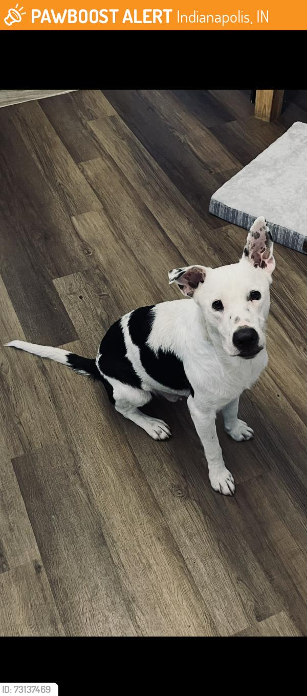 Found/Stray Male Dog last seen Keystone Avenue, Indianapolis, IN 46218