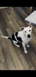 Found/Stray Male Dog last seen Keystone Avenue, Indianapolis, IN 46218