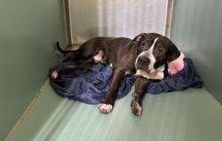 Shelter Stray Male Dog last seen Near E 119th Street, NEW YORK, NY, 10035, 326 E 110th St, New York, NY 10029, USA