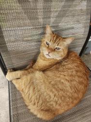 Lost Female Cat last seen Eastwood/Estacado, Dallas, TX 75228
