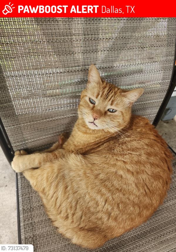 Lost Female Cat last seen Eastwood/Estacado, Dallas, TX 75228
