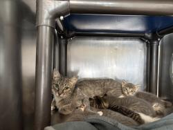 Shelter Stray Male Cat last seen Near W 152nd Street, NEW YORK, NY, 10031, 326 E 110th St, New York, NY 10029, USA