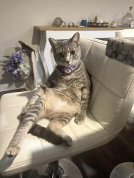 Reunited Female Cat last seen Menards, Lewis Center, OH 43035