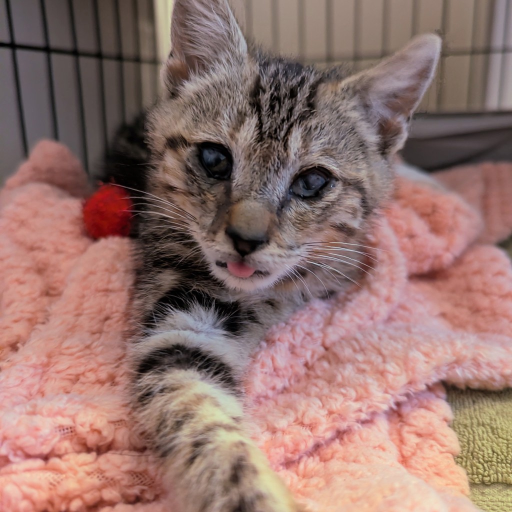 Shelter Stray Male Cat last seen A Street, HAYWARD, CA, 94541, 8323 Baldwin St, Oakland, CA 94621, USA