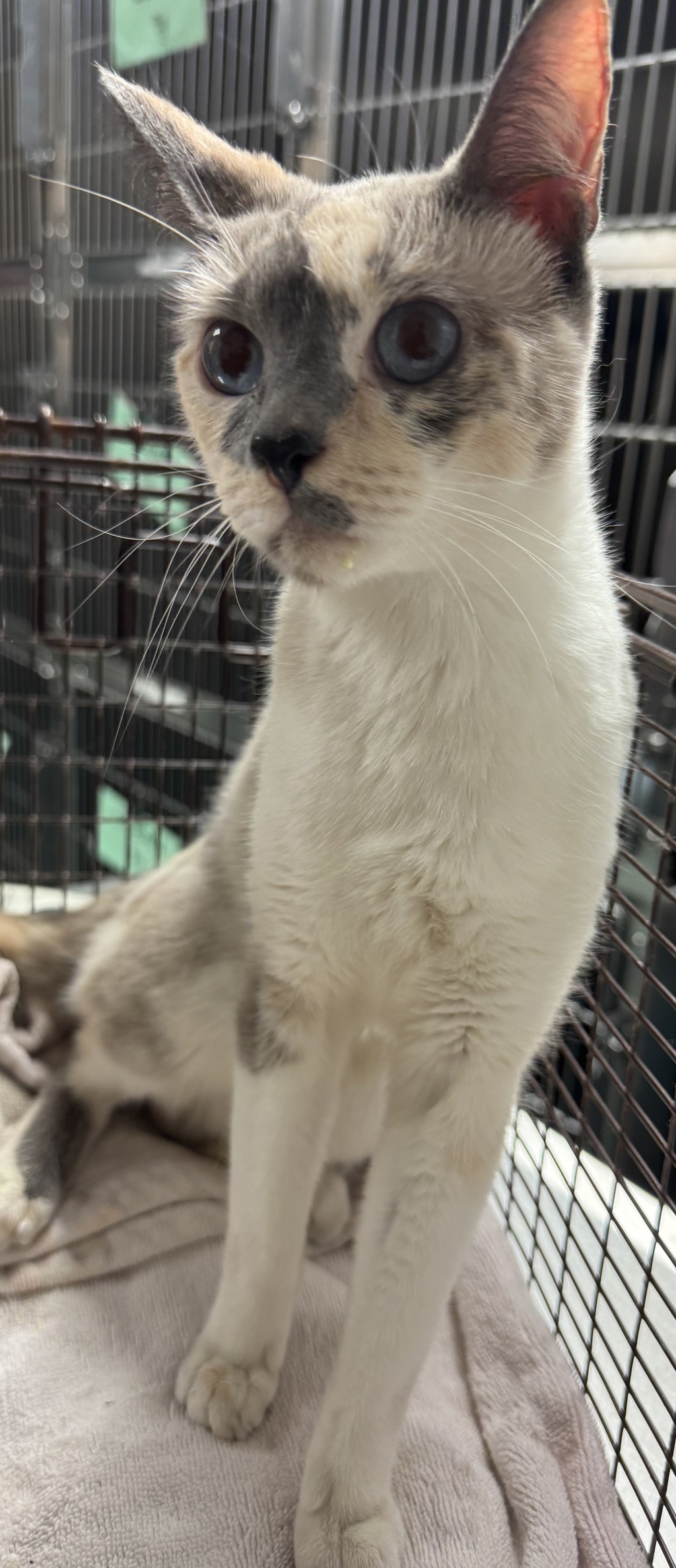 Shelter Stray Female Cat last seen Near Vick Avenue, RALEIGH, NC, 27612, 820 Beacon Lake Dr, Raleigh, NC 27610, USA